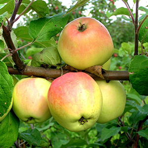 Aed-õunapuu ‘Krameri Tuviõun’