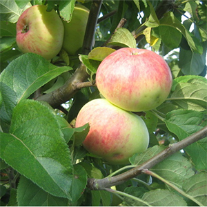 Aed-õunapuu Martsipan