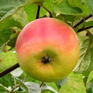 Aed-õunapuu 'Kallika'