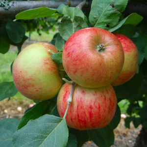 Aed-õunapuu Pirja