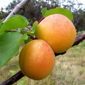 Harilik aprikoosipuu 'Lasma'