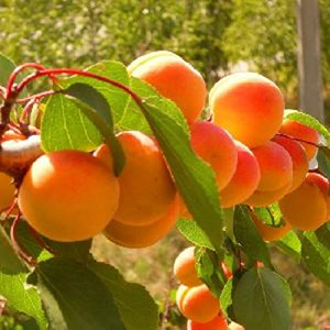 Harilik aprikoosipuu ‘Tiina’
