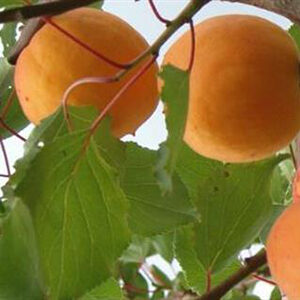 Harilik aprikoosipuu 'Velta'