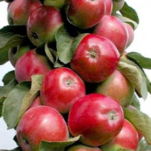 Aed-õunapuu 'Vasjugan'