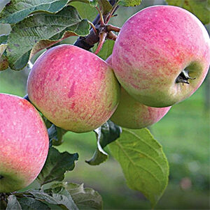 Aed-õunapuu ‘Kaari’