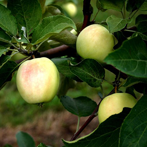 Aed-õunapuu 'Kaja'