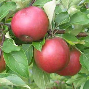 Aed-õunapuu 'Kovalenkovskoje'