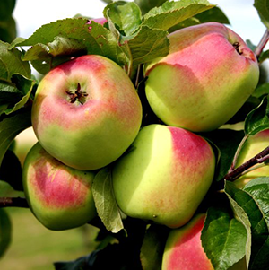 Aed-õunapuu ‘Liivika’