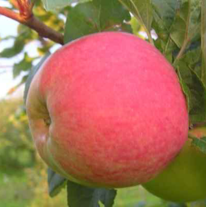 Aed-õunapuu 'Melba'