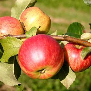Aed-õunapuu 'Sügisdessertõun'