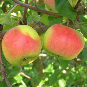 Aed-õunapuu 'Liivi Sibulõun'