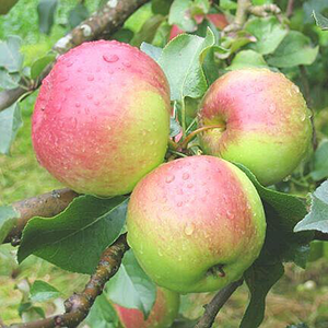 Aed-õunapuu ‘Tartu Roosõun’