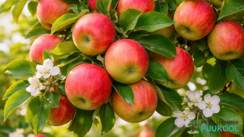 Õunapuude õige istutamine