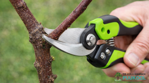 Kuidas ja millal lõigata viljapuid?