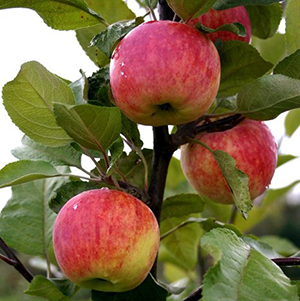 Aed-õunapuu ‘Karamba’