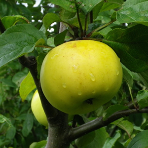 aed-õunapuu Vahur