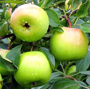 Aed-õunapuu 'Tellissaare'