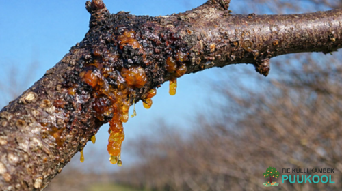 Viljapuude levinumad haigused ja kahjurid
