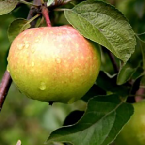 aed-õunapuu Karksi renett
