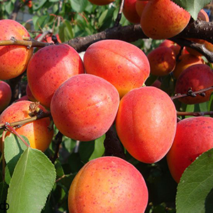 Harilik aprikoosipuu 'Krasnosekii'