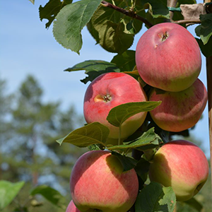 aed-õunapuu 'Gita'