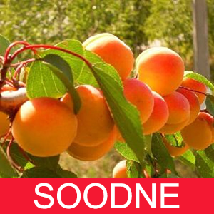 aprikoosipuud soodne