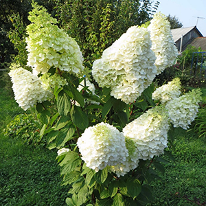 Aedhortensia 'Hercules'