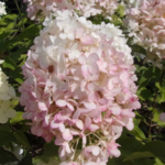 Aedhortensia 'Hercules'