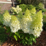 Aedhortensia 'Hercules'