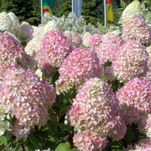 Aedhortensia 'Magical Candle'