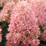 Aedhortensia 'Magical Candle'