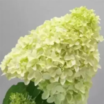 Aedhortensia 'Magical Candle'