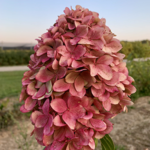 Aedhortensia 'Magical Candle'