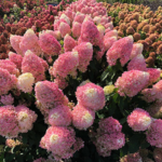 Aedhortensia 'Pinkachu'