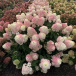 Aedhortensia 'Pinkachu'