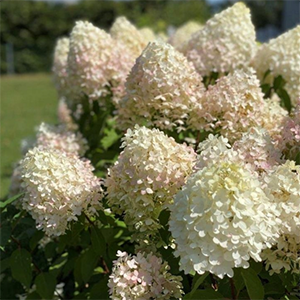 Aedhortensia 'Pinkachu'