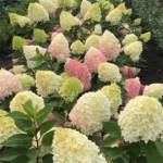 Aedhortensia 'Pinkachu'