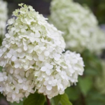 Aedhortensia 'Polar Bear'