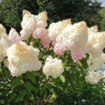 Aedhortensia 'Polar Bear'