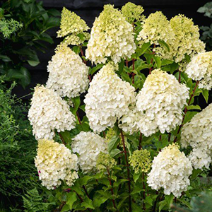 Aedhortensia 'Polar Bear'