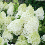 Aedhortensia 'Polar Bear'