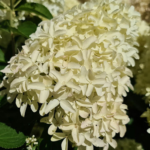 Aedhortensia 'Skyfall'