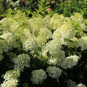 Aedhortensia 'Skyfall'