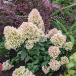 Aedhortensia 'Skyfall'