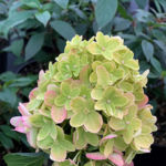 Aedhortensia 'Graffiti'