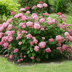 Puishortensia 'Pink Annabelle'