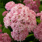 Puishortensia 'Pink Annabelle'