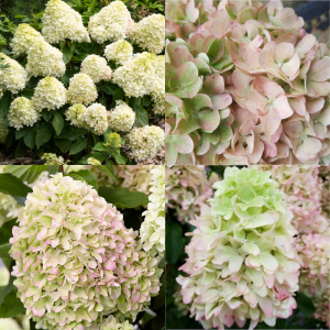 Aed hortensia 'Little Fraise' sü 'Little Fresco'
