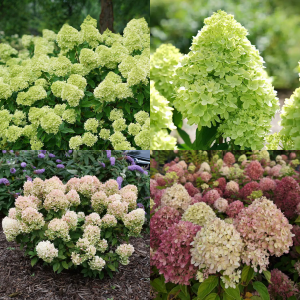 Aed hortensia 'Little Lime'