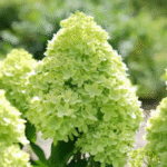 Aed hortensia 'Little Lime'